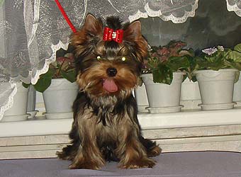 ����������� ������ �����.