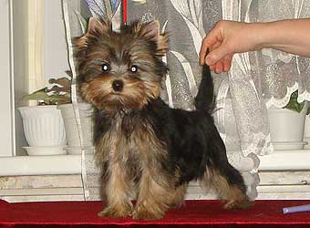 ����������� ������ �����.