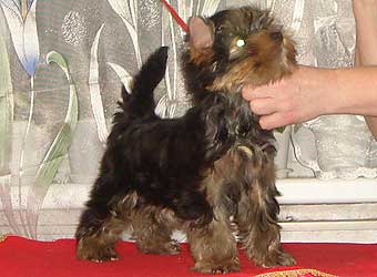 ����������� ������ �����.