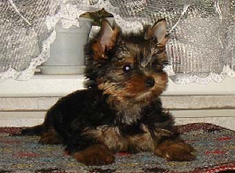 ����������� ������ �����.