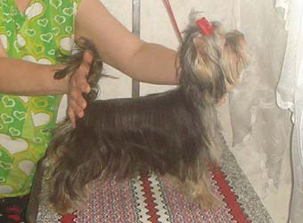 ����������� ������ �����.