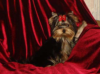 ����������� ������ �����.