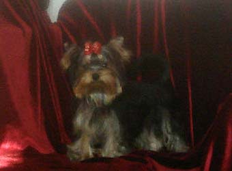 ����������� ������ �����.