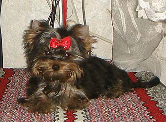 ����������� ������ �����.