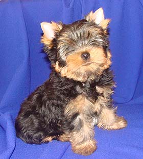 ����������� ������ �����.