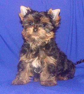 ����������� ������ �����.