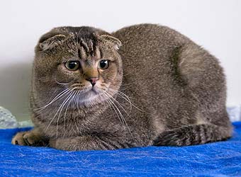 ����������� ��������� ���