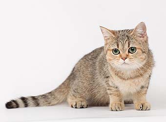 ����������� ������ �����