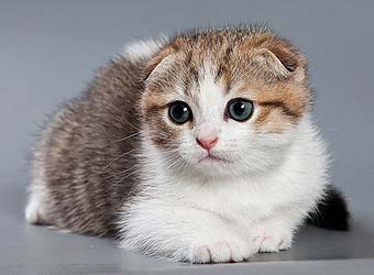 ����������� ��������� ���