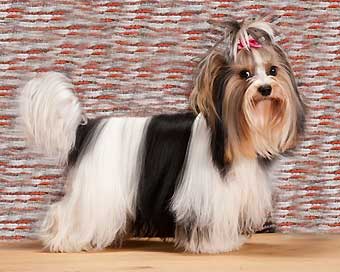 ����� ����.