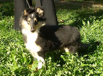 ����� �������� ����� �������.