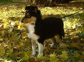 ����� �������� ����� �������.