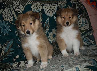 ����� �������� ����� �������.