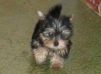 ����������� ������ �����.