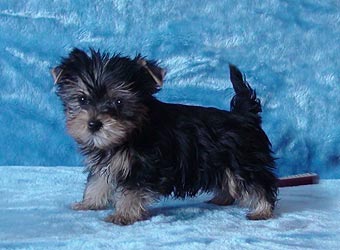 ����������� ������ �����.