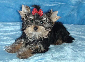 ����������� ������ �����.