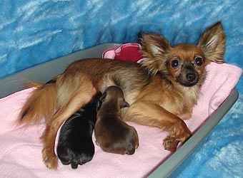 ������� ���, ���� � �������.