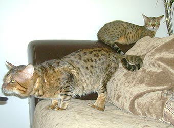 ����������� �����.