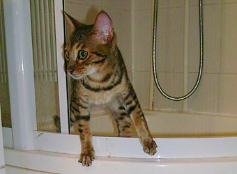 ����������� �����.