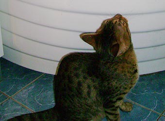 ����������� �����.