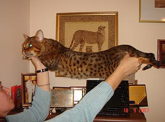 ����������� �����.