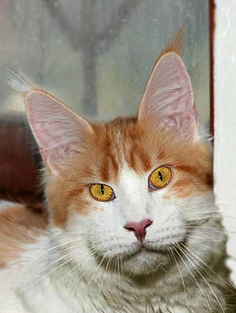 ���� ���.