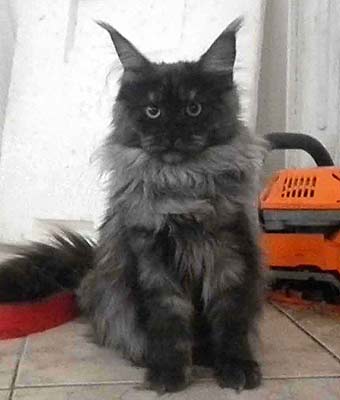 ���� ���.