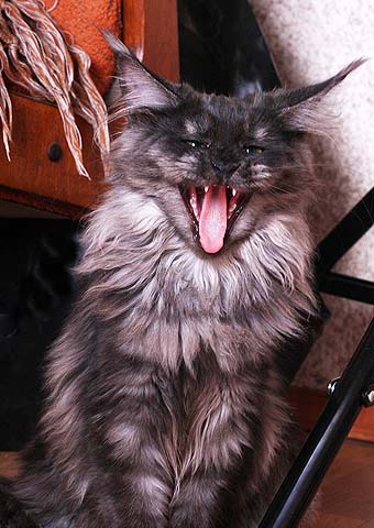 ���� ���.