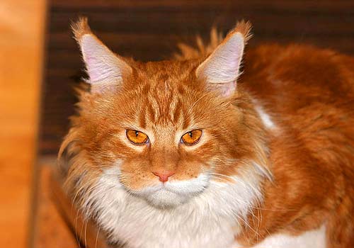 ���� ���.