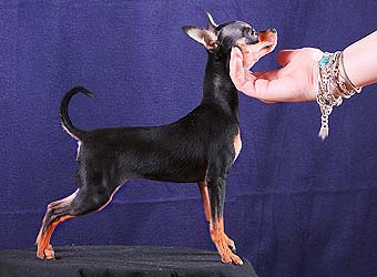 ������� ���.