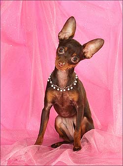 ������� ���.