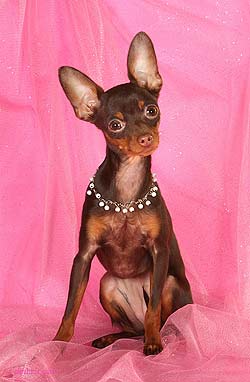 ������� ���.