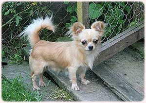 ����� ����.