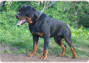 ����� ����.