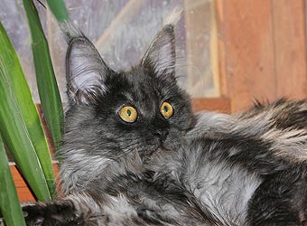 ���� ���.