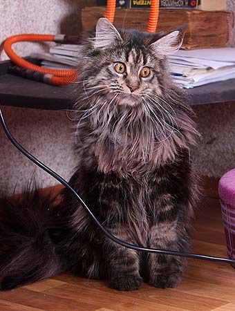 ���� ���.