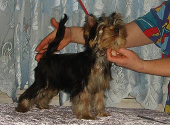 ����������� ������ �����.