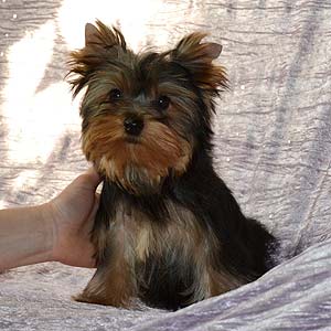 ����������� ������ �����.