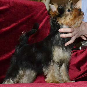 ����������� ������ �����.