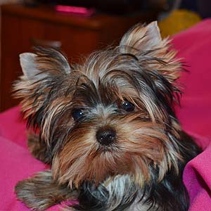 ����������� ������ �����.