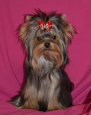 ����������� ������ �����.