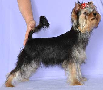 ����������� ������ �����.