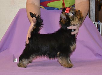 ����������� ������ �����.