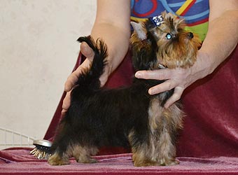 ����������� ������ �����.