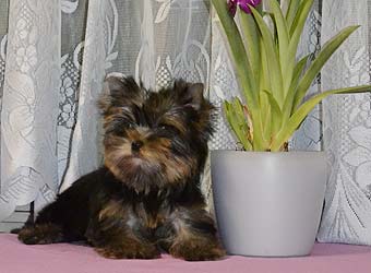 ����������� ������ �����.