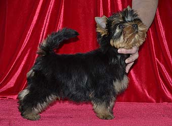 ����������� ������ �����.