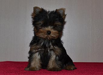 ����������� ������ �����.