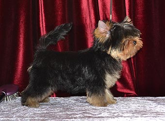 ����������� ������ �����.