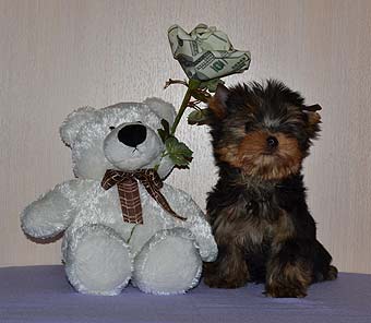 ����������� ������ �����.