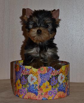 ����������� ������ �����.